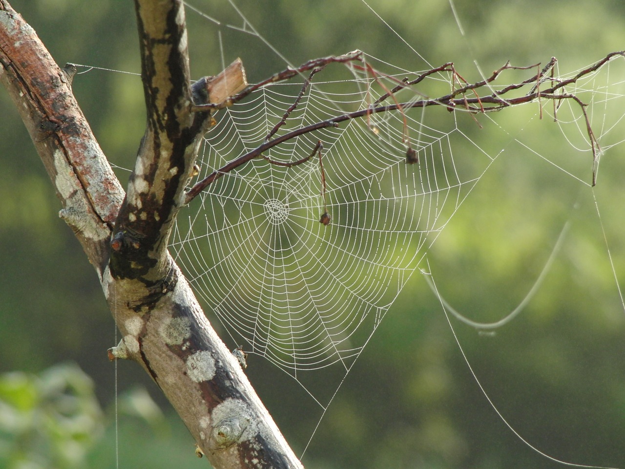 UNA COMBINACIÓN DE FIBRAS DE MADERA Y SEDA DE ARAÑA COMO ALTERNATIVA AL